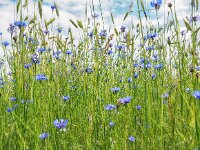 NL, Drenthe, Westerveld, Uffelteres 1, Saxifraga-Hans Dekker