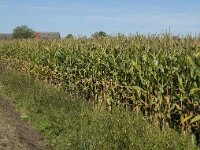 NL, Noord-Brabant, Altena, Hooge Polder 1, Saxifraga-Jan van der Straaten