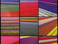 NL, Noord-Holland, Hollands Kroon 1, Saxifraga-Foto Fitis-Sytske Dijksen