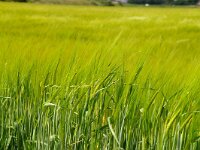 NL, Noord-Holland, Texel 48, Saxifraga-Foto Fitis-Sytske Dijksen