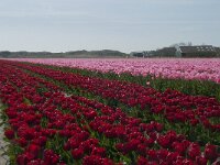 NL, Noord-Holland, Texel, Den Hoorn 2, Saxifraga-Willem van Kruijsbergen