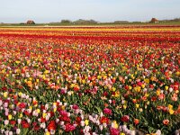 NL, Noord-Holland, Texel, Den Hoorn 8, Saxifraga-Foto Fitis-Sytske Dijksen