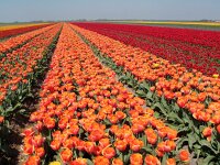 NL, Noord-Holland, Texel, Den Hoorn 9, Saxifraga-Foto Fitis-Sytske Dijksen