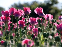 NL, Noord-Holland, Texel, Lage Wegje 1, Saxifraga-Foto Fitis-Sytske Dijksen