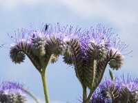 NL, Noord-Holland, Texel, Rommelpot 2, Saxifraga-Foto Fitis-Sytske Dijksen