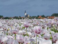 NL, Noord-Holland, Texel, Watermolenweg 2, Saxifraga-Foto Fitis-Sytske Dijksen