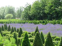 NL, Zeeland, Veere, Oostkapelle 1, Saxifraga-Foto Fitis-Sytske Dijksen : Zeeland 2015