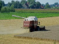 NL, Zuid-Holland, Hoeksche Waard 1, Saxifraga-Foto Fitis-Sytske Dijksen