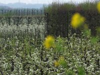 NL, Zuid-Holland, Voorne aan Zee 1, Saxifraga-Foto Fitis-Sytske Dijksen