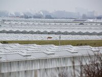 NL, Zuid-Holland, Westland, 's-Gravenzande 5, Saxifraga-Foto Fitis-Sytske Dijksen
