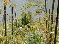 D, Rheinland-Pfalz, Cochem 5, Saxifraga-Foto Fitis-Sytske Dijksen