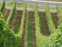 D, Rheinland-Pfalz, Wintrich 1, Saxifraga-Foto Fitis-Sytske Dijksen