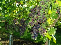 D, Rheinland-Pfalz, Wintrich 5, Saxifraga-Foto Fitis-Sytske Dijksen