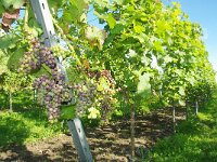 D, Rheinland-Pfalz, Wintrich 6, Saxifraga-Foto Fitis-Sytske Dijksen