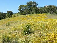P, Beja, Odemira, Monte Maravilhas 3, Saxifraga-Tom Heijnen
