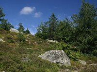 F, Lozere, Pont-de-Montvert-Sud-Mont-Lozère, Pic de Finiels 15, Saxifraga-Dirk Hilbers