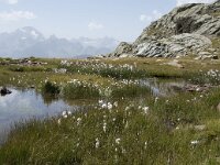 I, Sondrio, Lanzada, Laghi di Campagneda 8, Saxifraga-Willem van Kruijsbergen