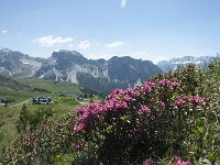 I, Sued Tirol, Sankt Ulrich, Seceda 23, Saxifraga-Annemiek Bouwman