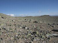 N, Buskerud, Hol, Prestholtskaret 21, Saxifraga-Willem van Kruijsbergen