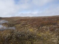 N, Buskerud, Hol, Tuva turisthytte 27, Saxifraga-Willem van Kruijsbergen