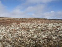 N, Buskerud, Hol, Tuva turisthytte 38, Saxifraga-Willem van Kruijsbergen