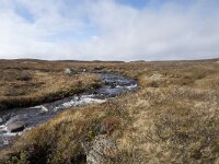 N, Buskerud, Hol, Tuva turisthytte 41, Saxifraga-Willem van Kruijsbergen