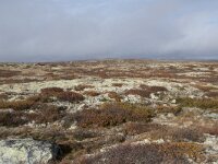 N, Buskerud, Hol, Tuva turisthytte 56, Saxifraga-Willem van Kruijsbergen