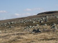 N, Hordaland, Eidfjord, Dyranut 2, Saxifraga-Willem van Kruijsbergen