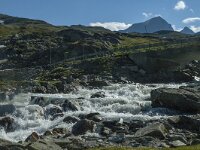 N, Innlandet, Lom, Krossbu 5, Saxifraga-Marijke Verhagen