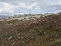 N, Innlandet, Sel, Klufttjonne 30, Saxifraga-Willem van Kruijsbergen