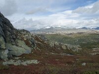 N, Innlandet, Sel, Mysuseter 115, Saxifraga-Annemiek Bouwman