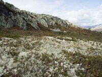 N, Innlandet, Sel, Mysuseter 44, Saxifraga-Willem van Kruijsbergen