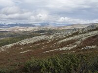 N, Innlandet, Sel, Mysuseter 48, Saxifraga-Willem van Kruijsbergen