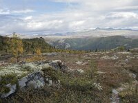 N, Innlandet, Sel, Mysuseter 75, Saxifraga-Willem van Kruijsbergen