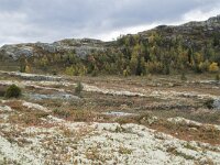 N, Innlandet, Sel, Mysuseter 79, Saxifraga-Willem van Kruijsbergen