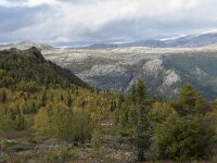 N, Innlandet, Sel, Mysuseter 80, Saxifraga-Willem van Kruijsbergen