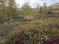 N, Innlandet, Sel, Mysuseter 86, Saxifraga-Willem van Kruijsbergen