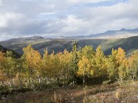 N, Innlandet, Sel, Mysuseter 88, Saxifraga-Willem van Kruijsbergen