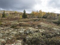 N, Innlandet, Sel, Mysuseter 92, Saxifraga-Willem van Kruijsbergen