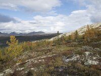 N, Innlandet, Sel, Mysuseter 93, Saxifraga-Willem van Kruijsbergen