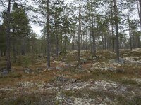 N, Innlandet, Sel, Peer Gynt Hytta 143, Saxifraga-Willem van Kruijsbergen