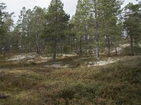 N, Innlandet, Sel, Peer Gynt Hytta 146, Saxifraga-Willem van Kruijsbergen