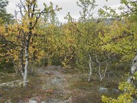 N, Innlandet, Sel, Peer Gynt Hytta 167, Saxifraga-Annemiek Bouwman