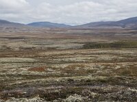 N, Innlandet, Sel, Peer Gynt Hytta 57, Saxifraga-Willem van Kruijsbergen