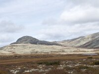 N, Innlandet, Sel, Peer Gynt Hytta 77, Saxifraga-Willem van Kruijsbergen