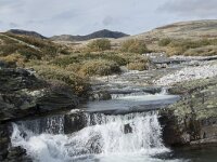 N, Innlandet, Sel, Peer Gynt Hytta 98, Saxifraga-Willem van Kruijsbergen