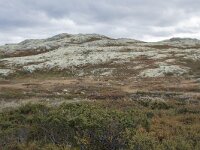 N, Innlandet, Sel, Smaahaarrtjonne 10, Saxifraga-Willem van Kruijsbergen