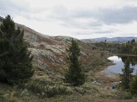 N, Innlandet, Sel, Smaahaarrtjonne 5, Saxifraga-Willem van Kruijsbergen