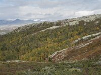 N, Innlandet, Sel, Smaahaarrtjonne 6, Saxifraga-Willem van Kruijsbergen