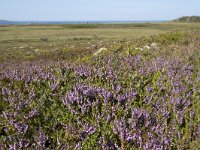 N, Nordland, Oksnes, Gisloya 48, Saxifraga-Willem van Kruijsbergen
